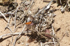 Mydidae