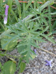 Malva moschata