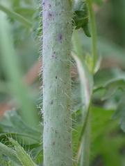 Malva moschata