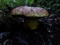 Butyriboletus loyo