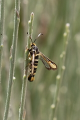 Bembecia iberica