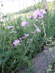 Malva moschata