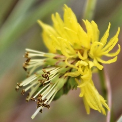 Neptunia pubescens
