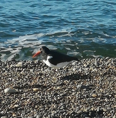 Haematopus palliatus