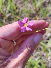 Sabatia campanulata