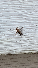 Strangalia luteicornis