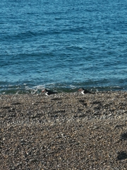 Haematopus palliatus