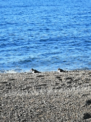 Haematopus palliatus
