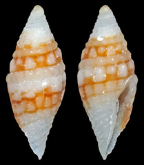 Anarithma