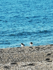 Haematopus palliatus