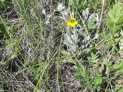 Potentilla effusa