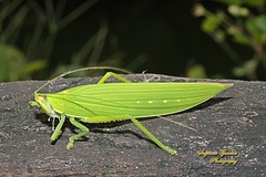 Climacoptera parallela