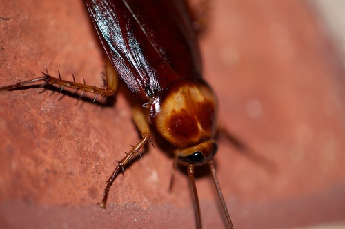 American Cockroach