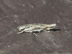 Melanocinclis lineigera