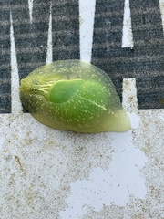 Gaeotis nigrolineata