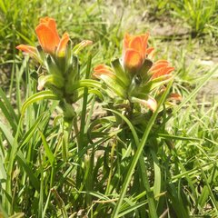 Castilleja nervata