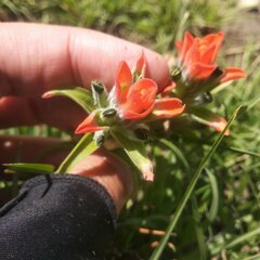 Castilleja nervata