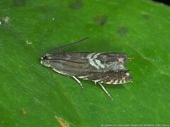 Grapholita interstinctana