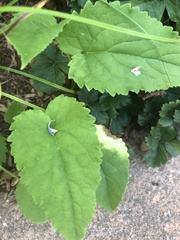 Magnoliopsida