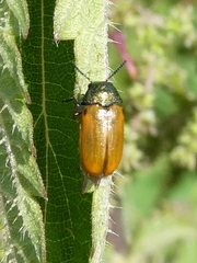 Labidostomis longimana