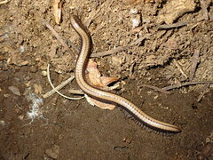 Californiulus