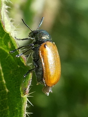 Labidostomis longimana