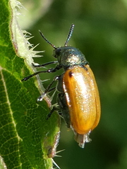 Labidostomis longimana