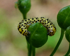 Cucullia scrophulariae