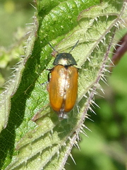 Labidostomis longimana
