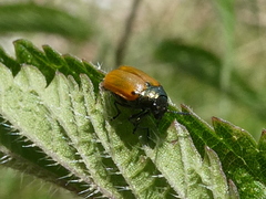 Labidostomis longimana