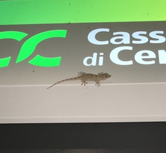 Tarentola mauritanica