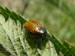 Labidostomis longimana