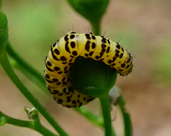 Cucullia scrophulariae