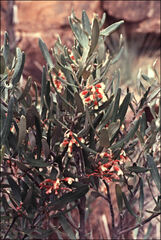 Grevillea aspera