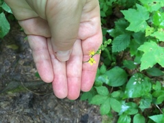 Agrimonia rostellata