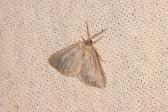 Macaria argillacearia