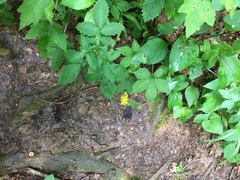 Agrimonia rostellata