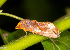 Oraesia emarginata