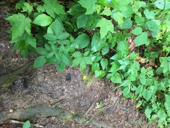 Agrimonia rostellata