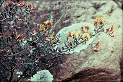 Pultenaea largiflorens