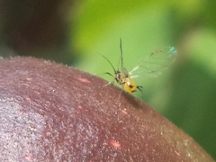 Aphis nerii