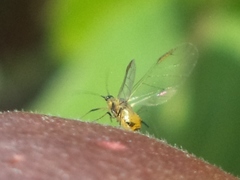 Aphis nerii
