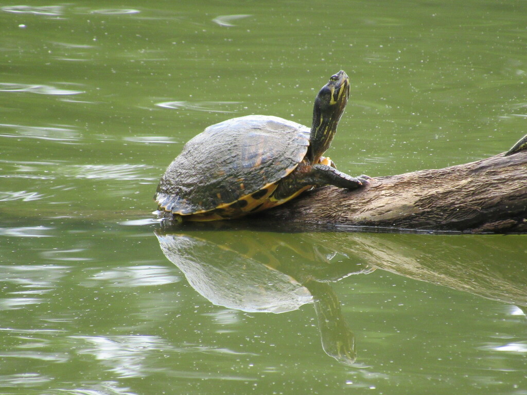 Deirochelyine Turtles from Tallahassee, FL, USA on June 20, 2022 at 02: ...