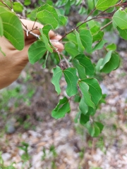 Bauhinia lunarioides