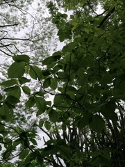 Hura polyandra