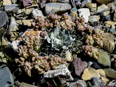 Physaria didymocarpa