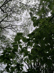 Hura polyandra