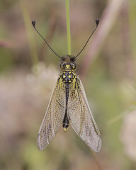Libelloides ictericus