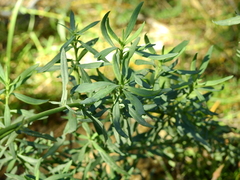 Senecio pinachensis