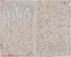Orbilia luteorubella